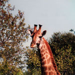 Giraffes