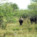 White Rhinos