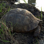 Turtle-Rescue with Mickey & Jamie-Lee Riley