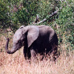 Elephants
