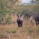 Baby White Rhino