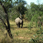 Baby White Rhino