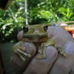 Omega Tours Eco Jungle Lodge