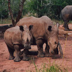 White Rhinos