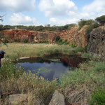 Crocodile pond