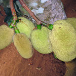 Jardin Botanico de Viñales