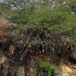 Crocodile pond