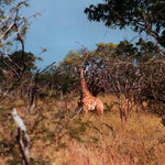 Giraffes