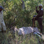 dead Kudu