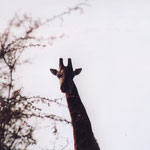 Giraffes