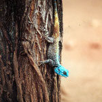 some lizard