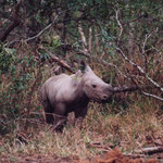 Newborn white rhino (3 days)