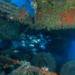 Zenobia wreck