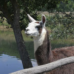 Il lama