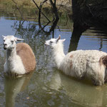 I lama fanno il bagno