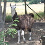 Il lama