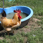 Il gallo