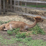 L'alpaca