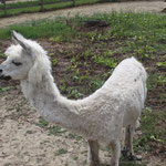 L'alpaca