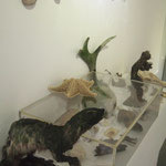 wunderkammer