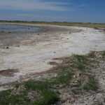 und erfahren viel über die Salzseen Quill Lakes und Mud Lake mit Hunderttausenden von Zugvögeln