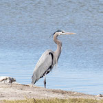 Der Kanadareiher (great blue heron) ist der grösste Reiher Nordamerikas