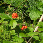 Bunchberries (kanadischer Hartriegel)