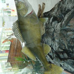 Bass = Barsch, der Fisch fürs Sportwettfischen, siehe auch Text Wettfischen Kenora