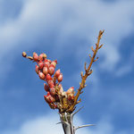 Blütenknospen des Ocotillo-Strauchs