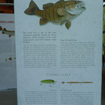 Black Bass, Schwarzer Barsch, wird bei Wettfischen gefangen, teils auch gegessen