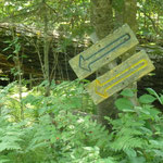 aber plötzlich werden nur noch blaue und gelbe Wege angezeigt und dichter Wald ohne zusätzliche Orientierungshilfe ...