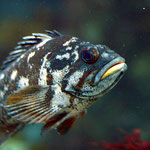 Gopher-rockfish