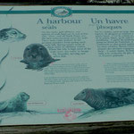 Alles über Seals (Seehunde) und Grey Seals (Kegelrobben)