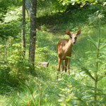 Weisswedelhirschkuh (white tailed deer)