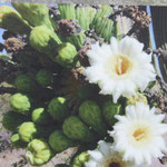 Blüte des Saguaro-Kaktus