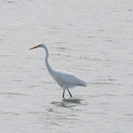 Ein Silberreiher (great egret) mit typischem gelben Schnabel