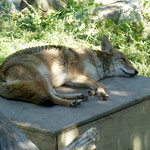 Das Coyoteweibchen ist eine Einzelgängerin und kann nicht im Rudel leben