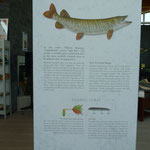 Muskellunge, die grösste Hechtart
