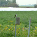 Ab un zu ein Vogel