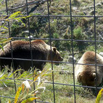 Die beiden Grizzlybären wurden mit 4 Monaten Waise und können nicht mehr ausgewildert werden, heute sind sie 3 Jahre alt