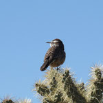 Erstaunlich, wie der kleine Vogel inmitten der Dornen sitzen kann