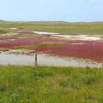 Ganz schön dieses rote Moos