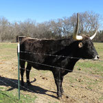 Wo sind nur all die riesigen Herden Longhorns geblieben? Wir sehen nur vereinzelte Rinder.