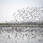 Zugvögel bei ihrem Zwischenhalt an den Quill Lakes