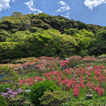 ４月２２日　飯田博茂撮影　新緑の仙元山ハイキングコース