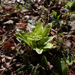 ３月１日　小菅純撮影　フキノトウ　大沢谷