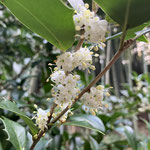 １２月５日　小菅純撮影　ヒイラギ　大沢谷