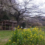 ３月２７日　小菅純撮影　「春のサクラ広場」　上山口寺前谷戸