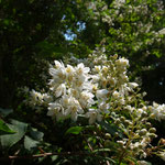 ５月３０日　小菅純　撮影　ウツギ　大沢谷