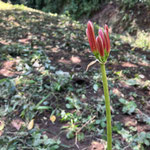 ９月７日　小菅純撮影　ヒガンバナ　大沢谷